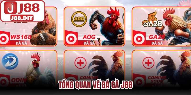 Tổng quan về đá gà J88